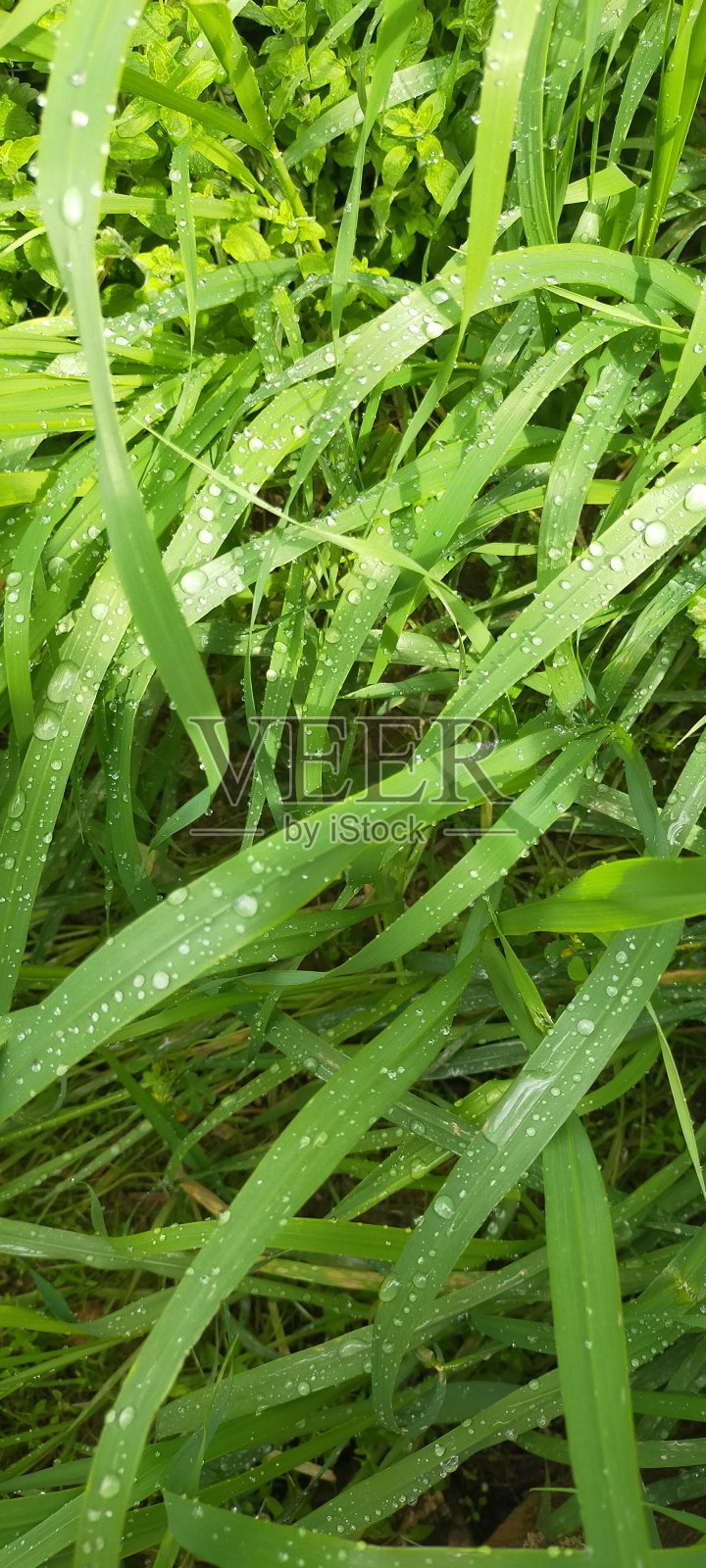雨滴在草地上照片摄影图片