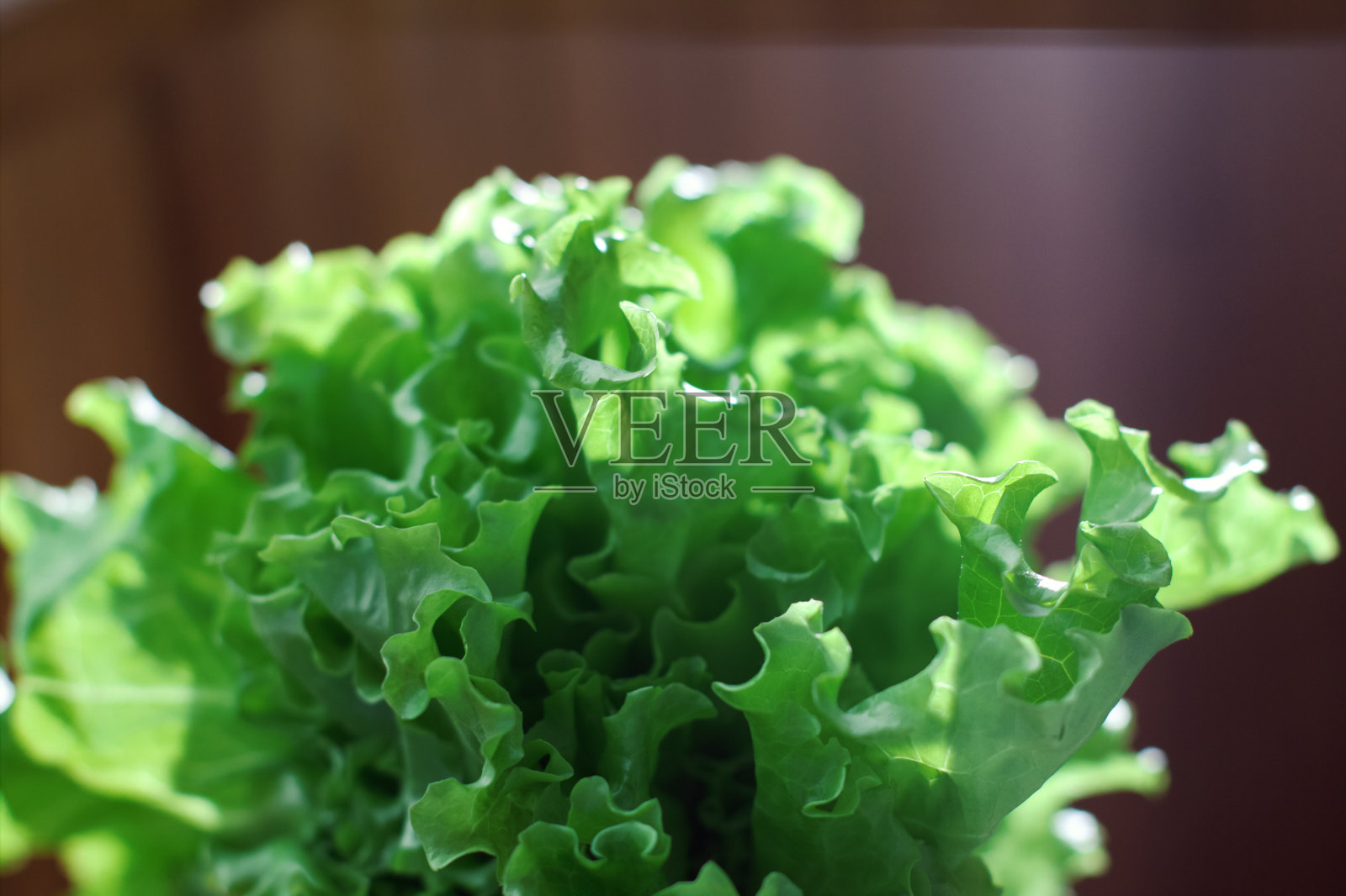 阳光下新鲜的莴苣叶。健康的绿色蔬菜有助于减肥和健康。照片摄影图片