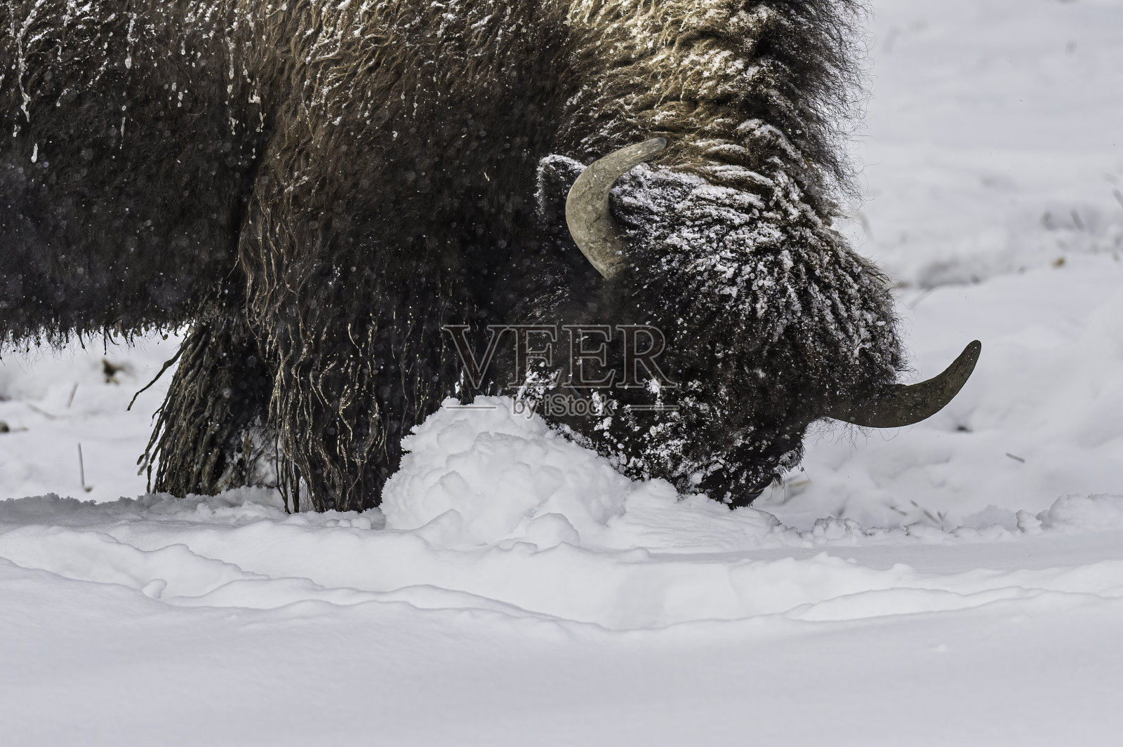美国黄石国家公园里的美洲野牛在雪下寻找食物。用头把雪移开。照片摄影图片