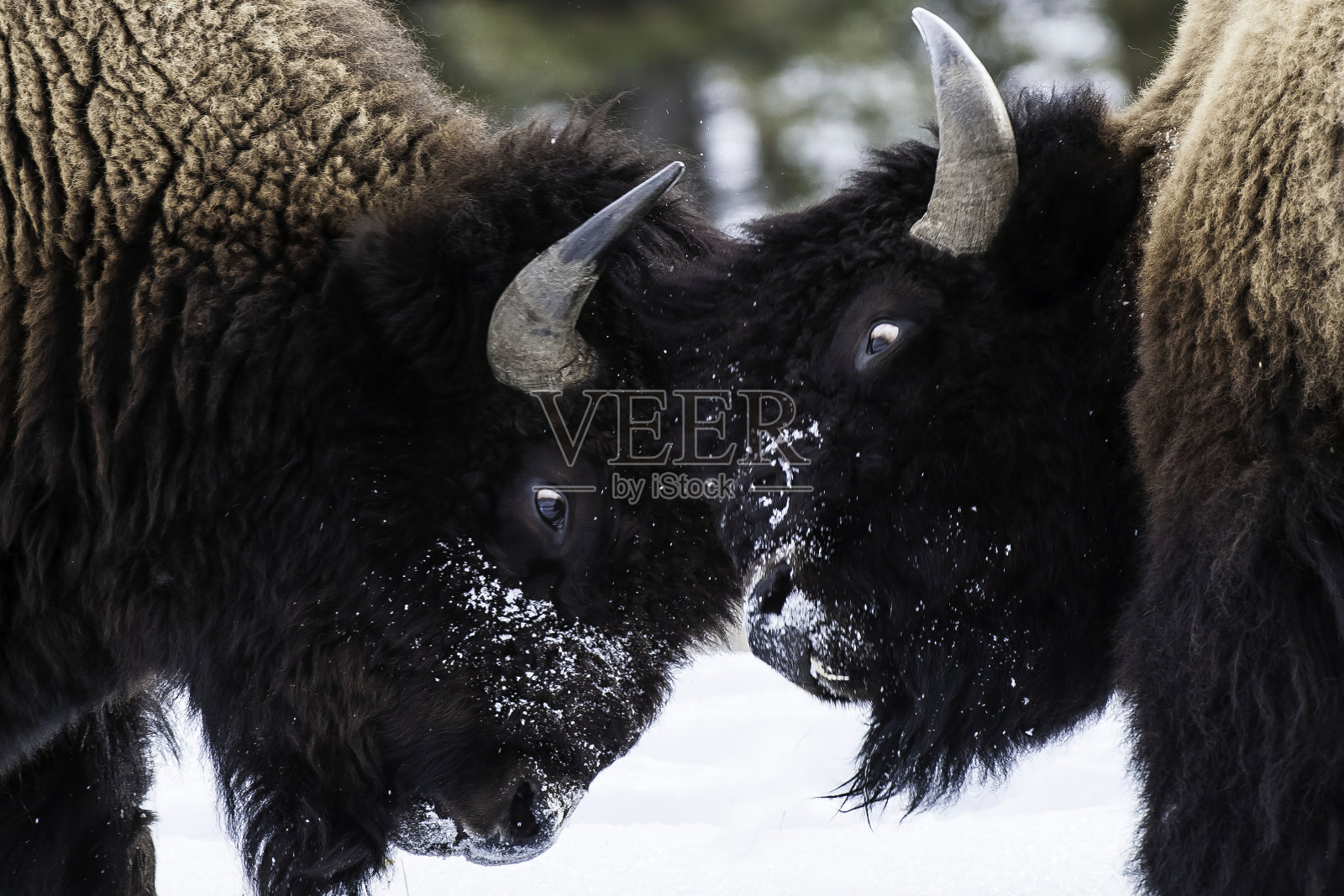 美国野牛，美国野牛，怀俄明州黄石国家公园的冬天。战斗。照片摄影图片