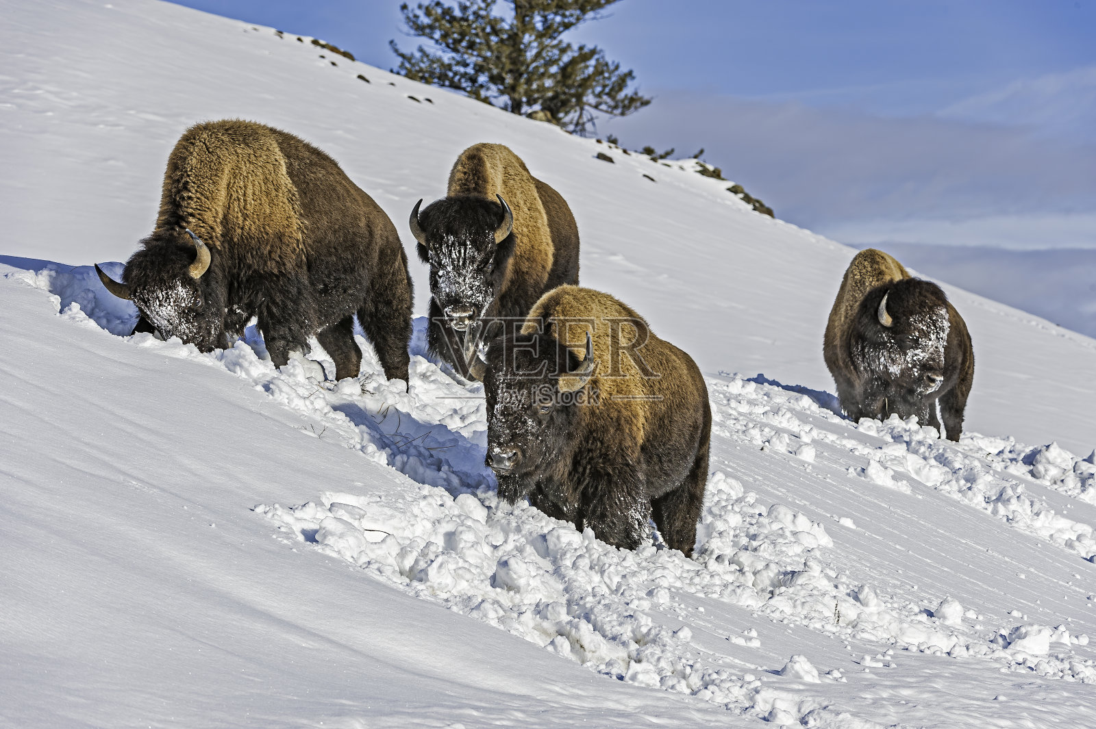 美国黄石国家公园里的美洲野牛在雪下寻找食物。用头把雪移开。照片摄影图片