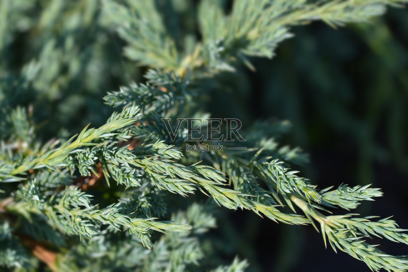 片状杜松蓝色地毯照片摄影图片