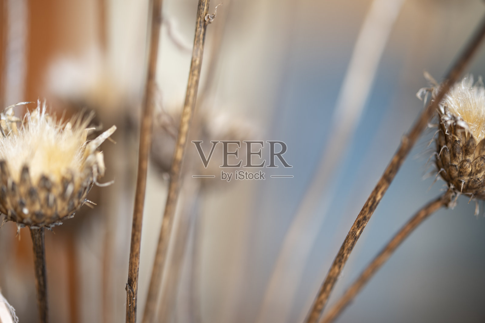 干枯的蓟植物插在花瓶里，作为一个家庭的室内装饰，背景上有一幅漂亮的画照片摄影图片