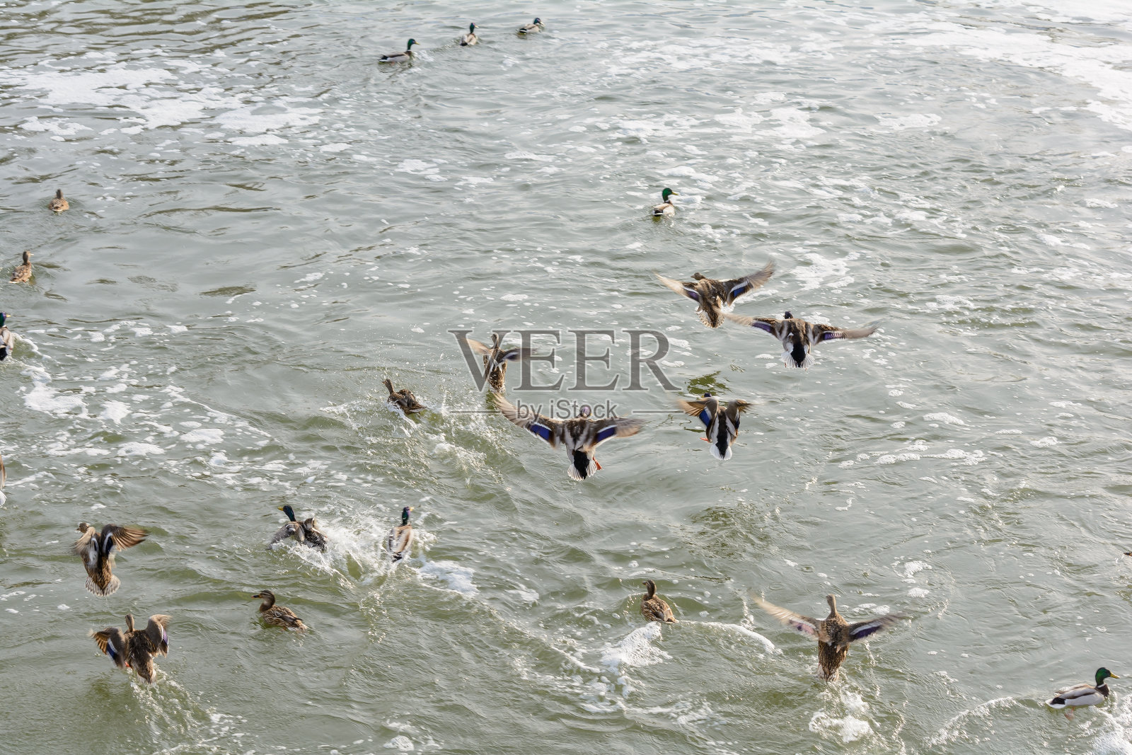 森林里的鸟冬天住在喂食器附近照片摄影图片