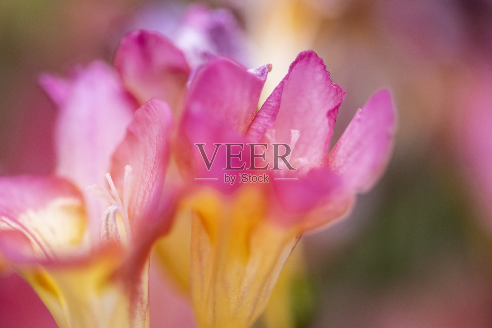 美丽多彩的小苍兰花束照片摄影图片