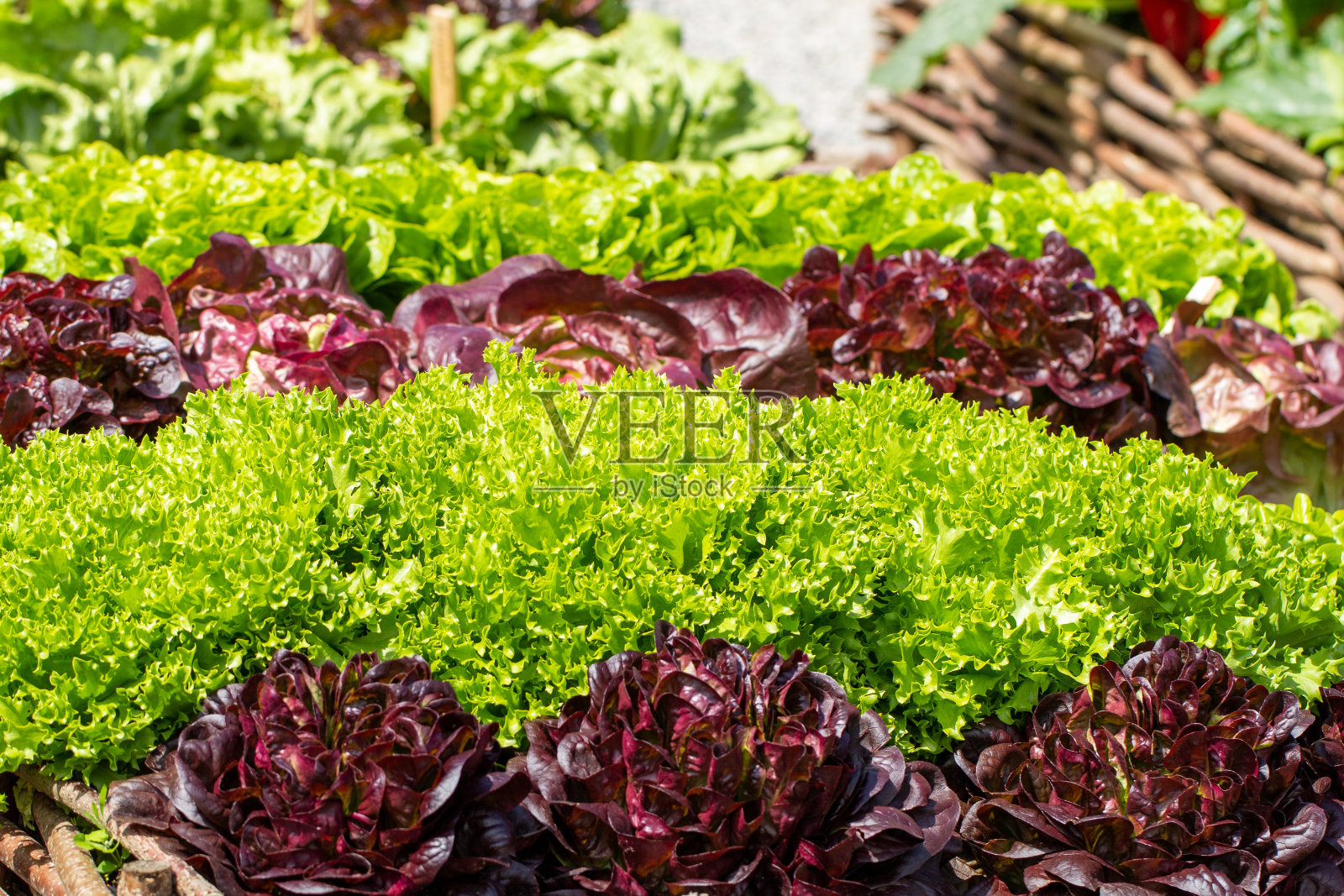 各种沙拉李子照片摄影图片