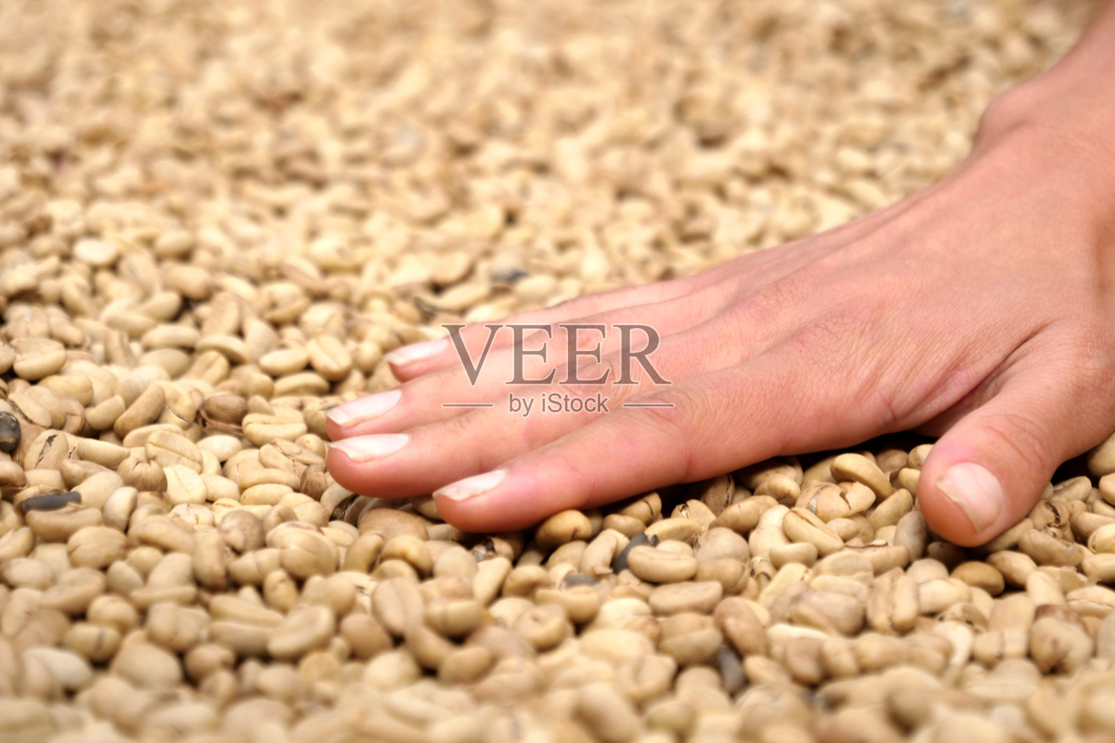 在一个咖啡种植园的品尝过程中，一只女性的手抚摸着，触摸着并抓着一些浸泡在盐水中的咖啡豆照片摄影图片