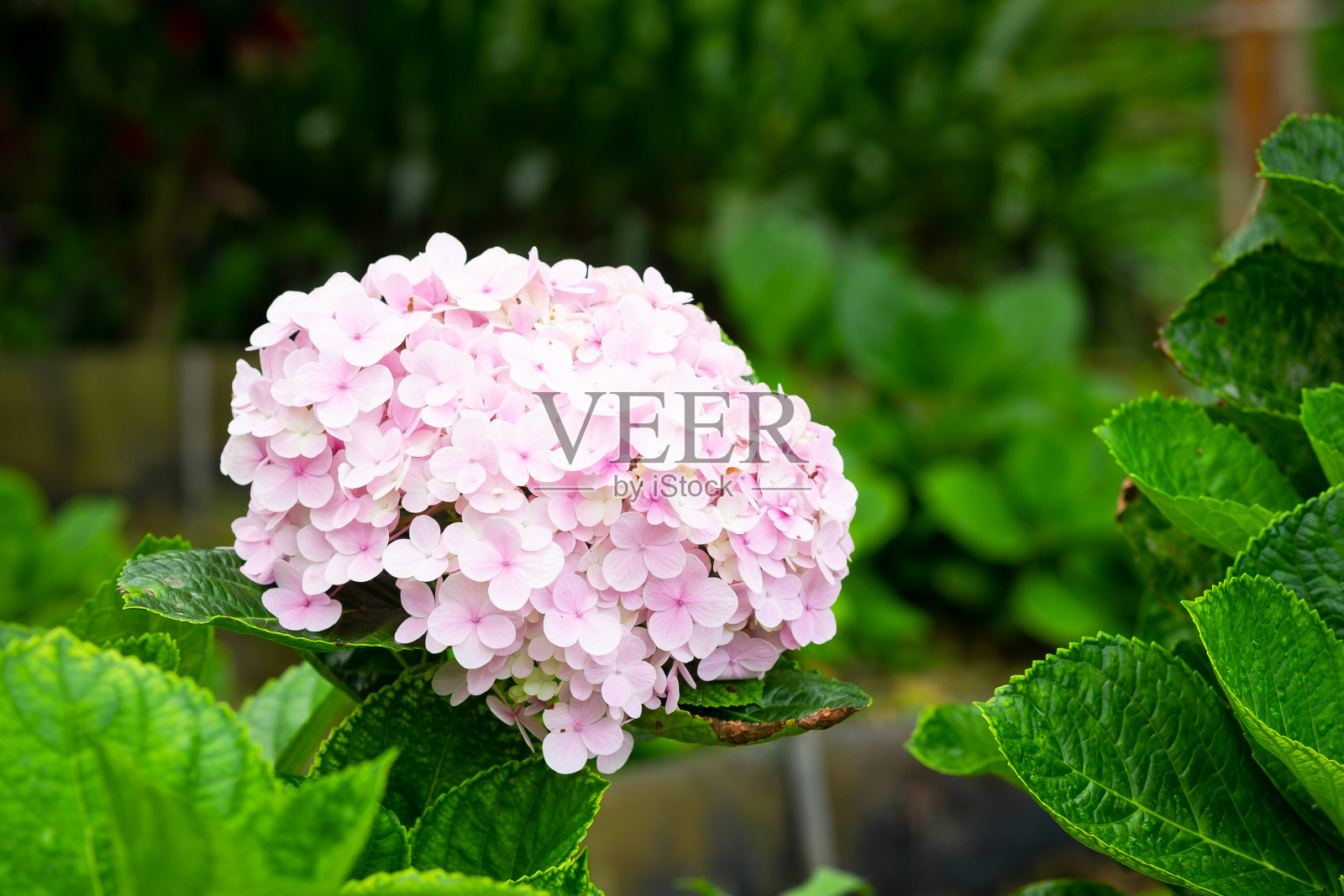 绣球、霍丹花在花园里盛开照片摄影图片