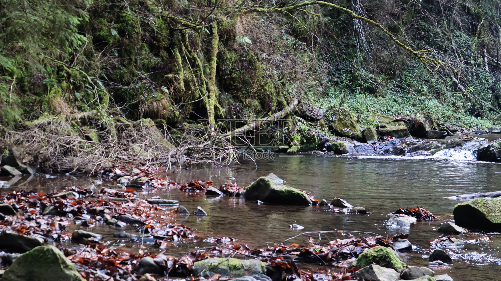 山河景观在初秋和夏末的森林。天然溪流中的水。美丽而令人放松的森林与河流。深山森林中的河流。自然成分照片摄影图片