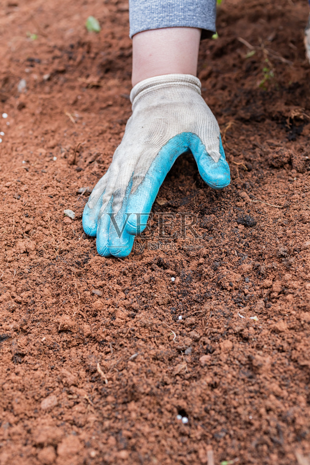 种植咖啡豆照片摄影图片