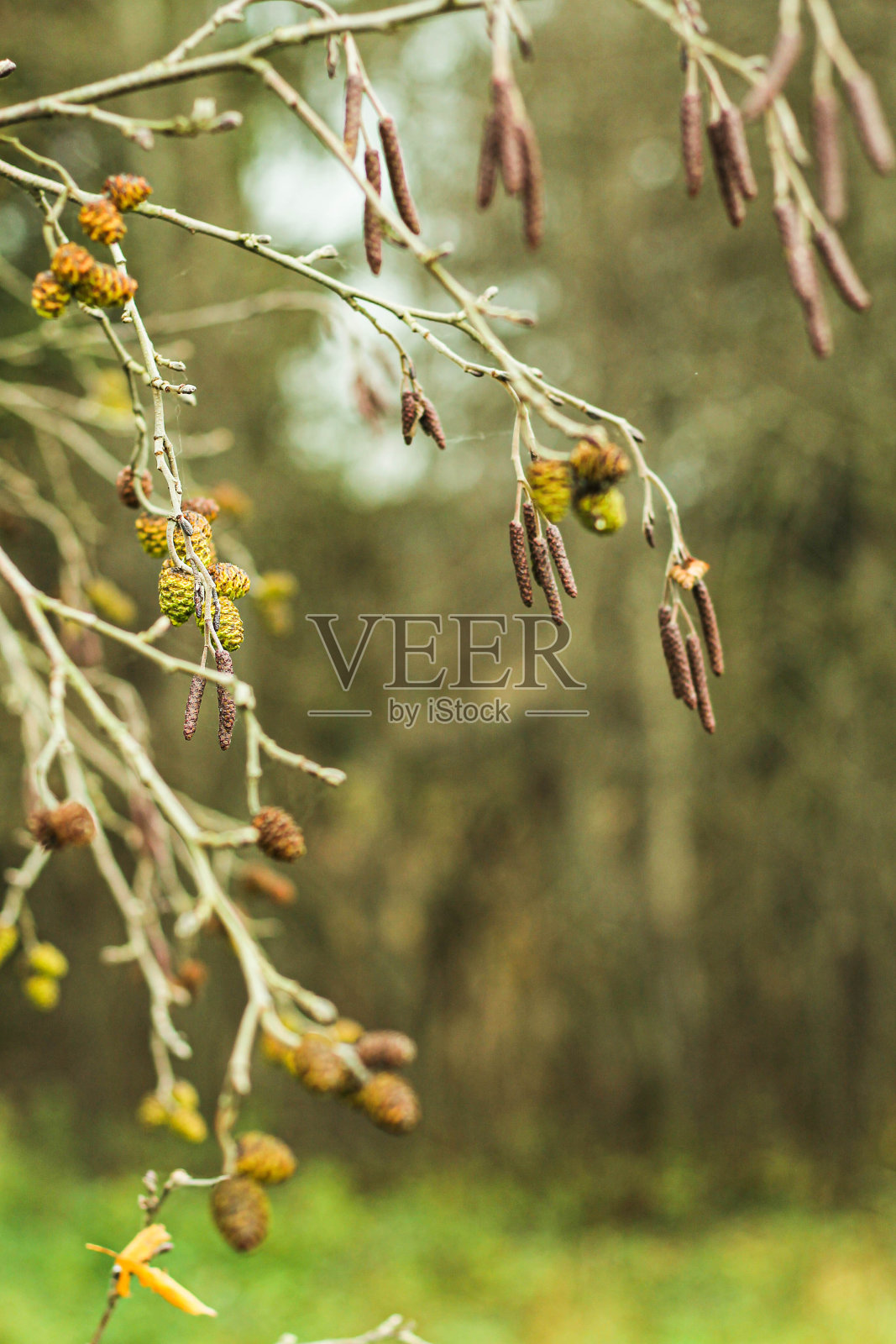 树木在春天的森林里照片摄影图片