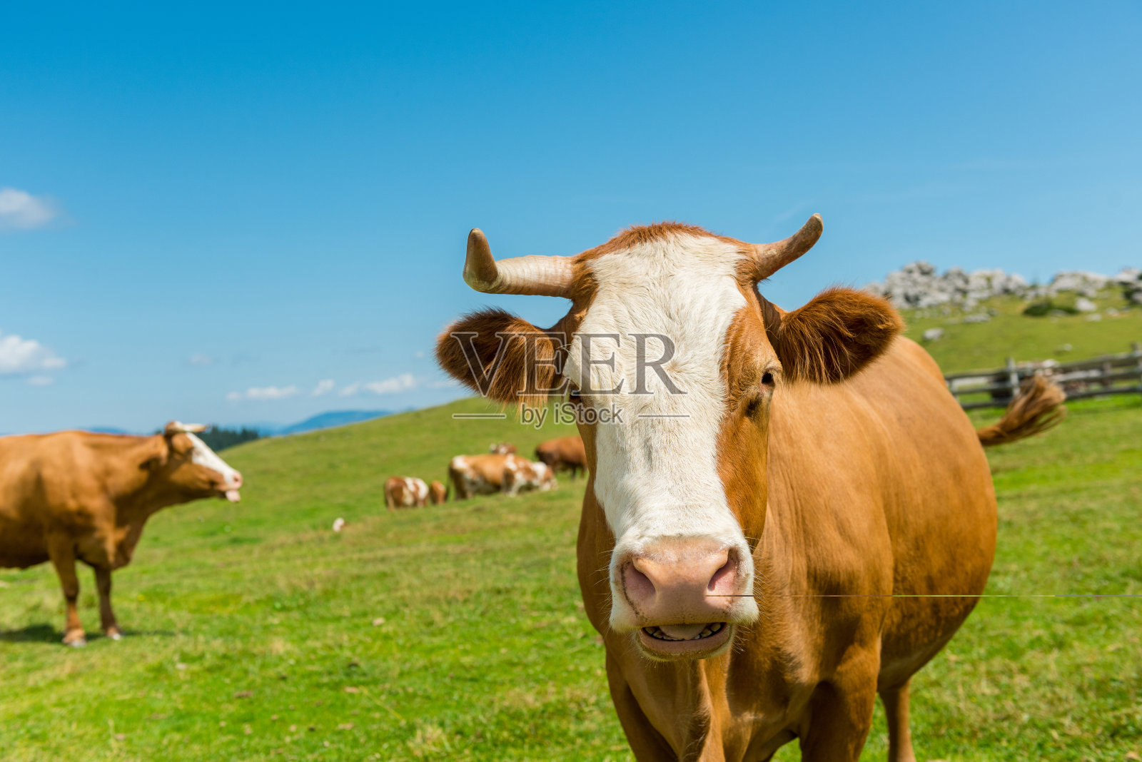 斯洛文尼亚的奶牛在Velika planina的绿色牧场上漫步。照片摄影图片