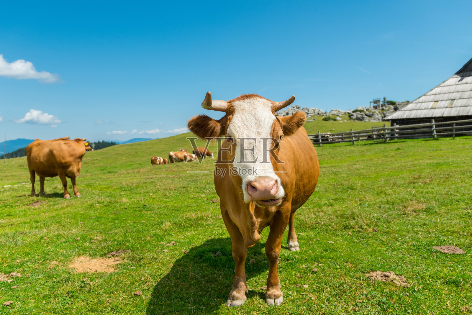 斯洛文尼亚的奶牛在Velika planina的绿色牧场上漫步。照片摄影图片