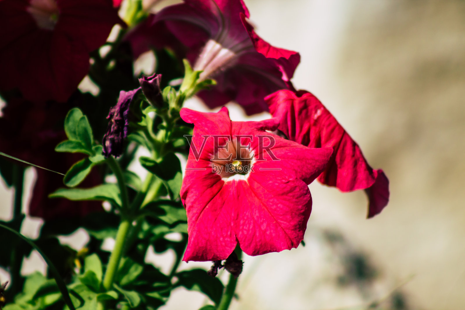 塞浦路斯的颜色照片摄影图片