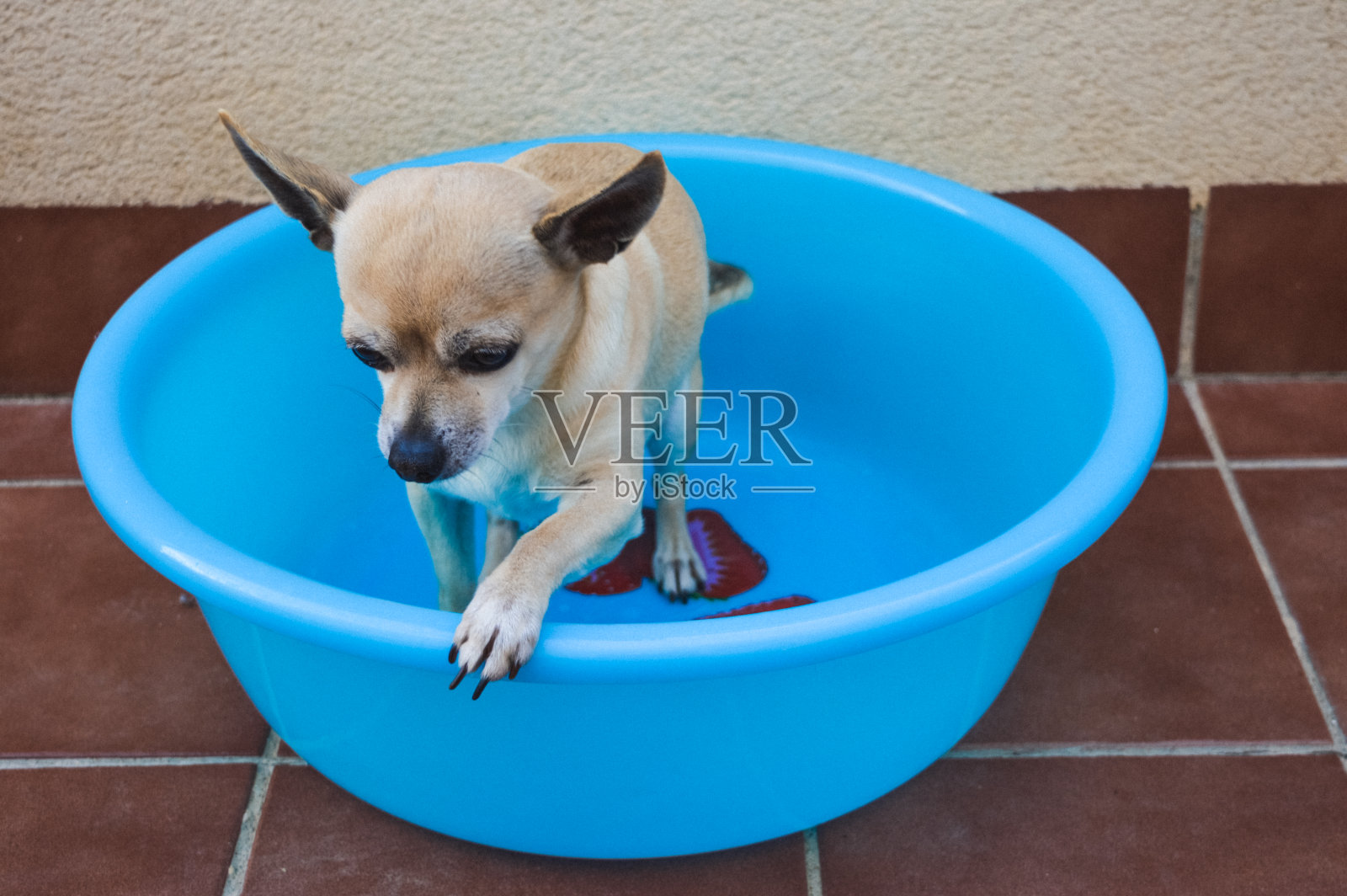 吉娃娃狗照片摄影图片