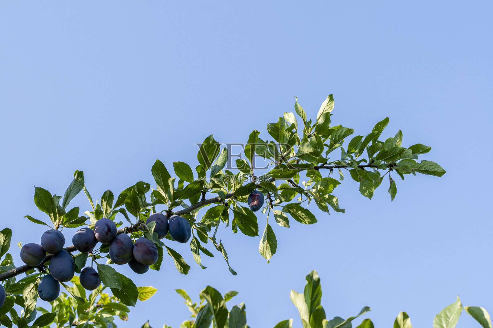 树枝上结着多汁的果实的李树。照片摄影图片