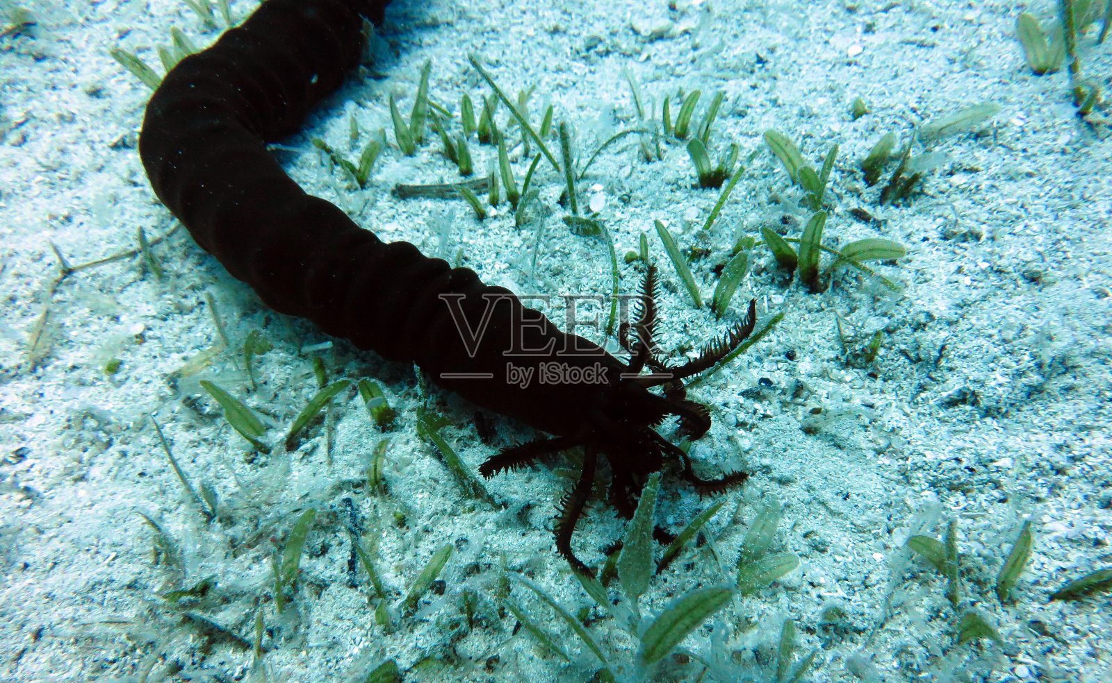 海参，海参，海参照片摄影图片