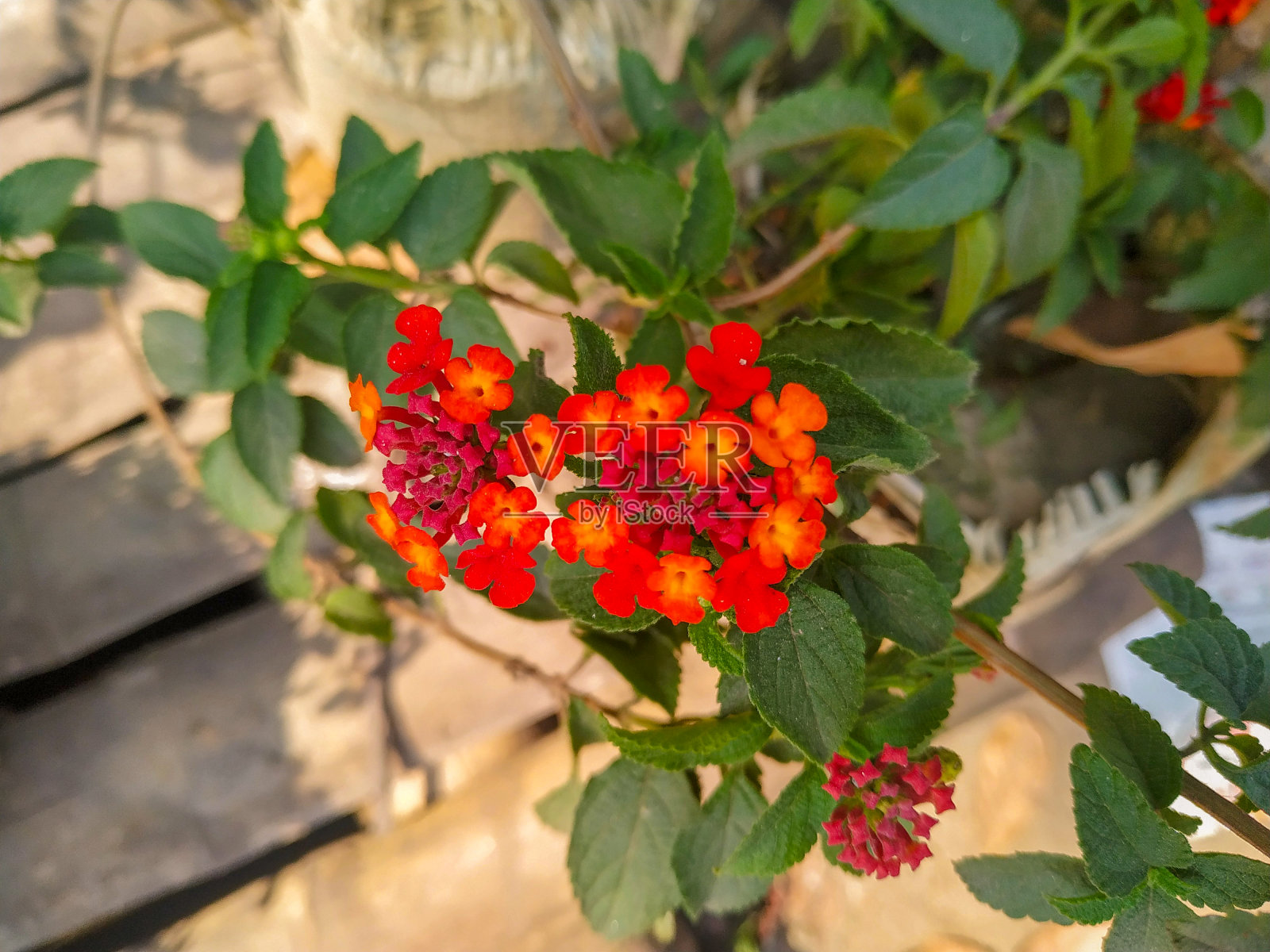 花园里有一束漂亮的红色和黄色的花照片摄影图片