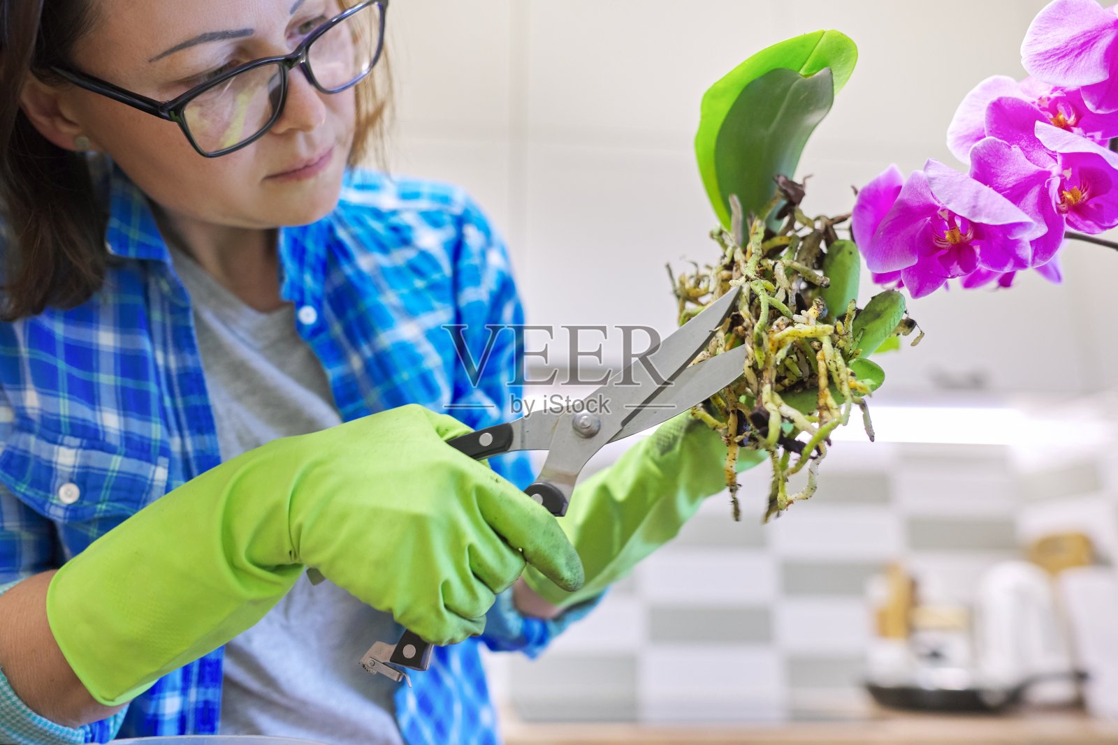 花盆中的兰花女人正在移植照片摄影图片