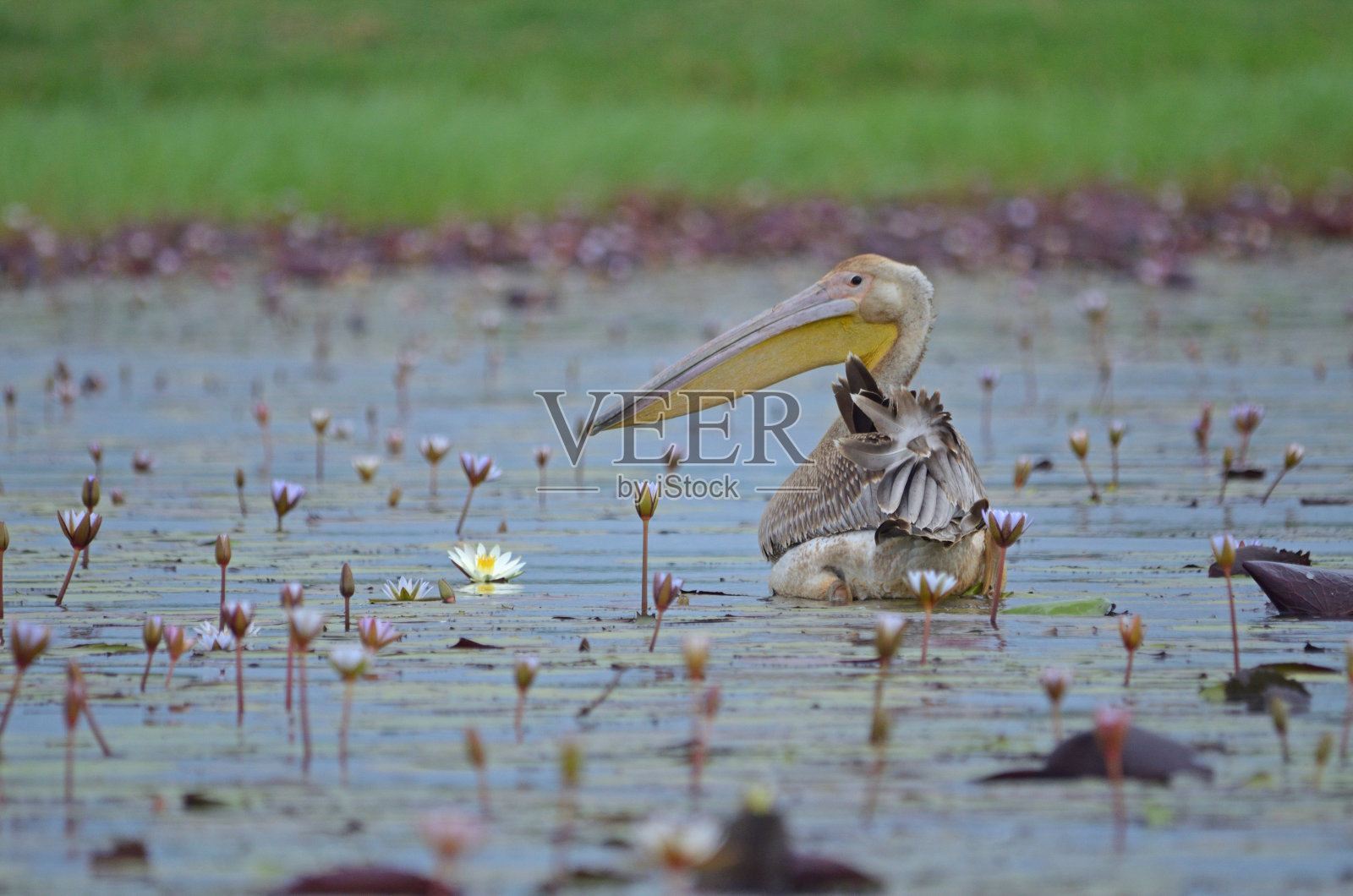 河中的大白鹈鹕，被百合花包围着，特写照片摄影图片