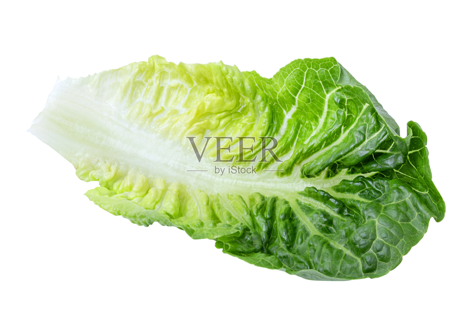 孤立在白色背景上的绿色莴苣卷心菜照片摄影图片