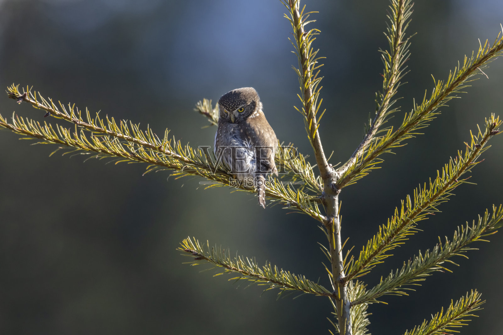 北部侏儒猫头鹰照片摄影图片