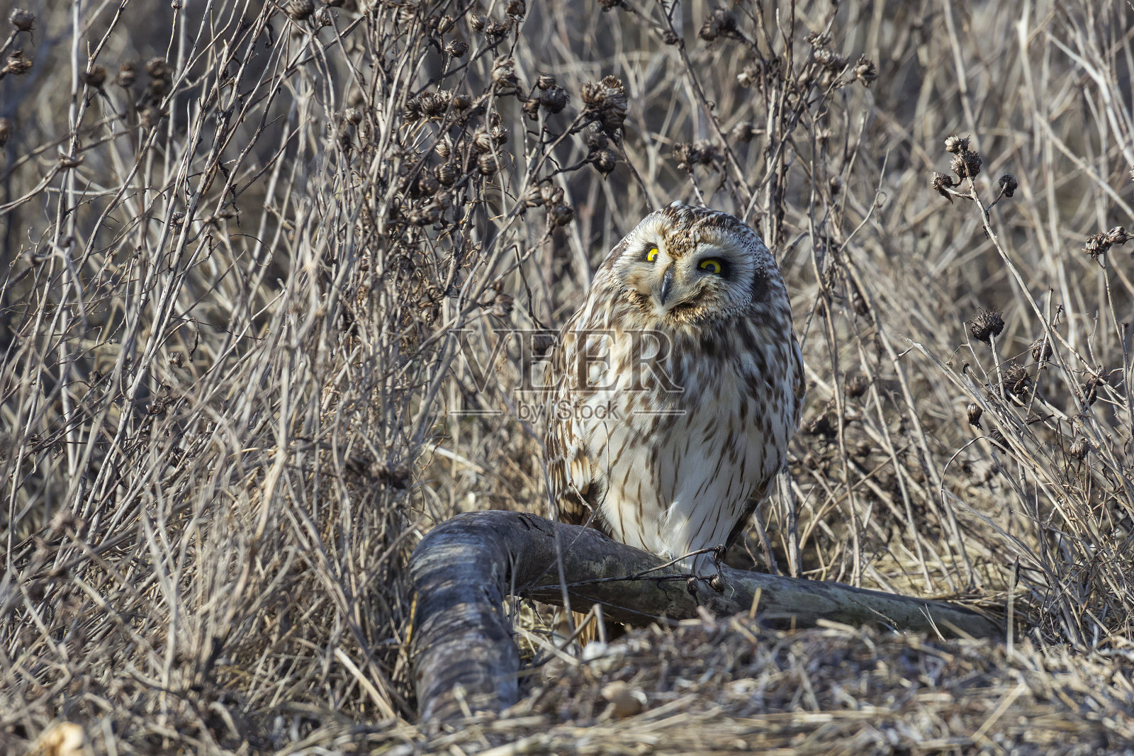 短耳猫头鹰照片摄影图片