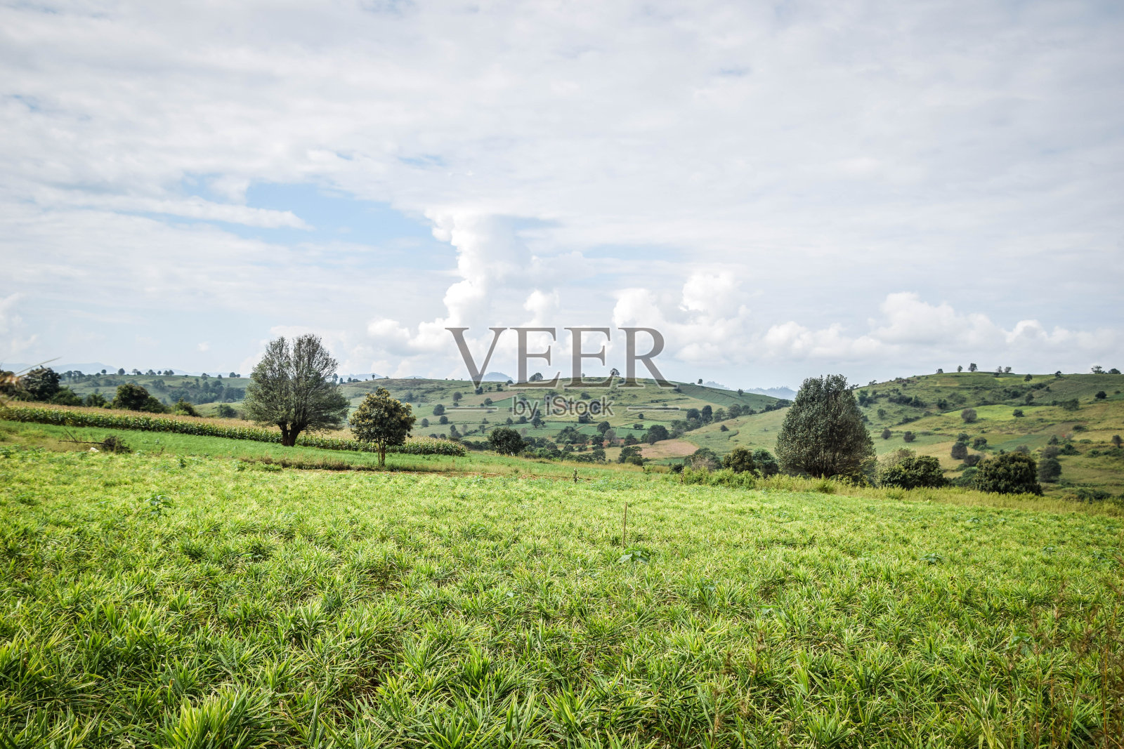 缅甸的茵莱湖和乡村照片摄影图片