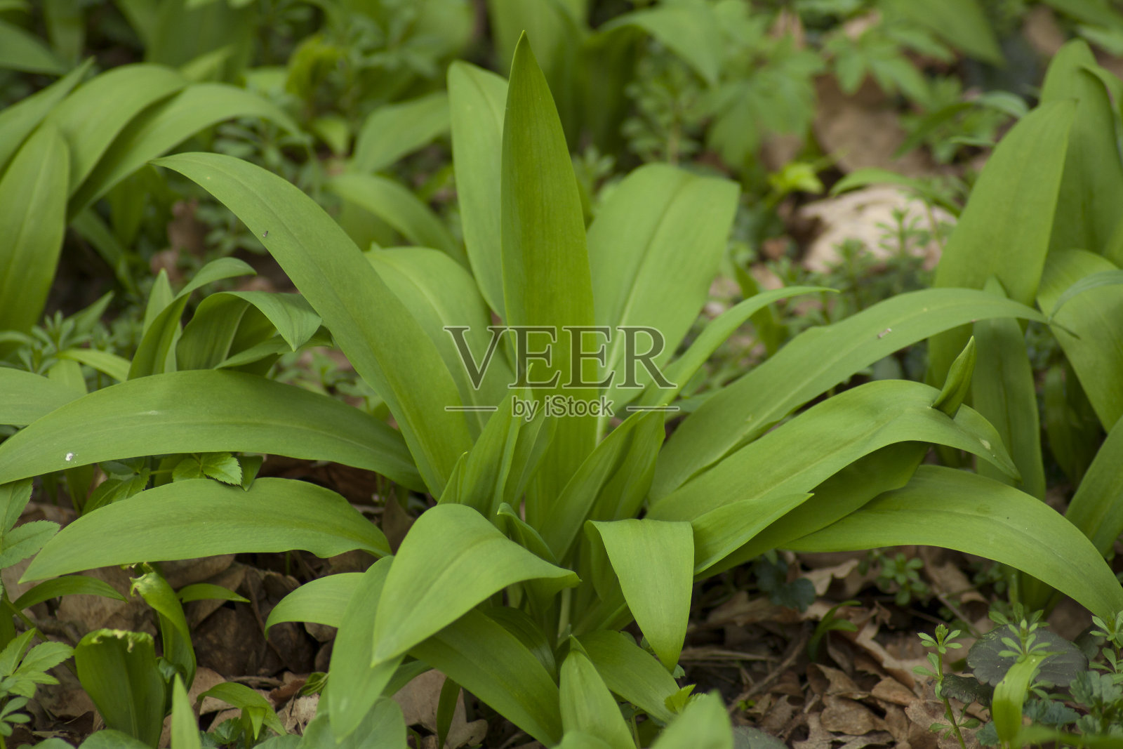 小熊的蒜叶。照片摄影图片