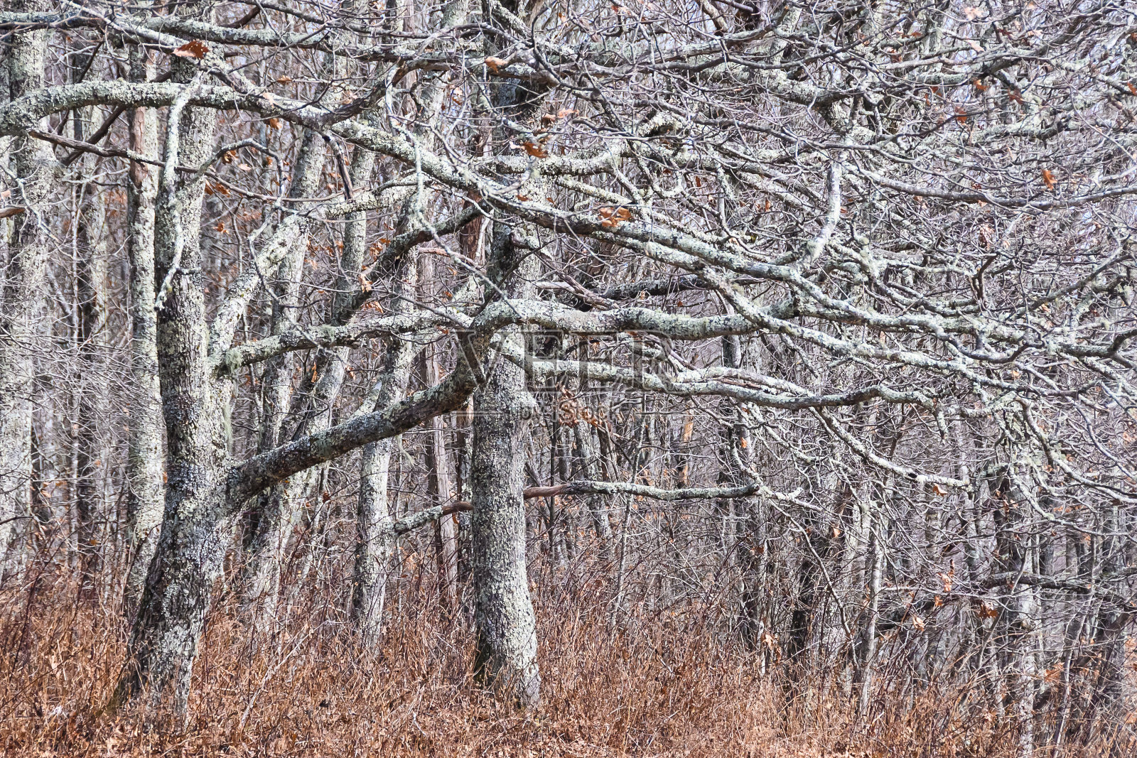 青苔覆盖的森林仿佛存在于一个幻想的世界照片摄影图片