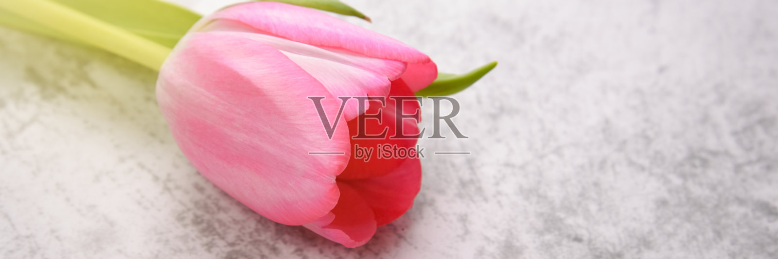 郁金香是明亮的，新鲜的，粉红色的浅灰色背景特写。照片摄影图片