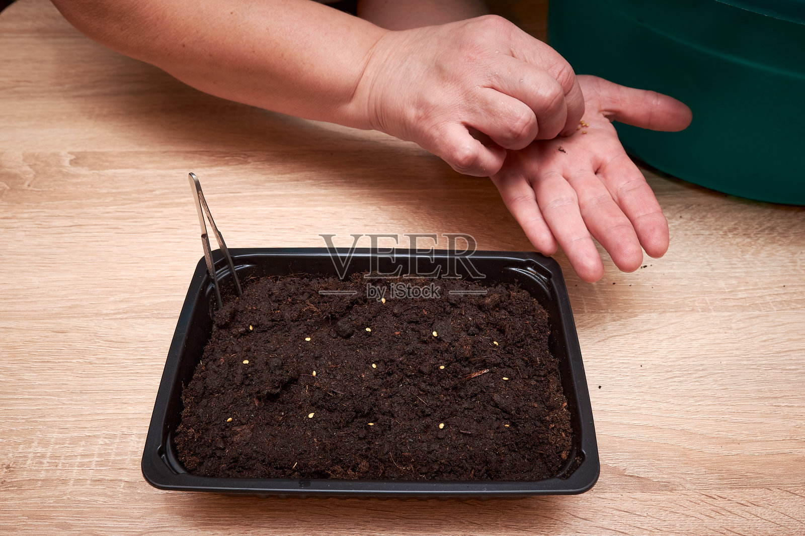 妇女用镊子在家里的地里播种植物和花卉。准备种在地里的种子。蕃茄和胡椒的种子靠近。植物栽培照片摄影图片
