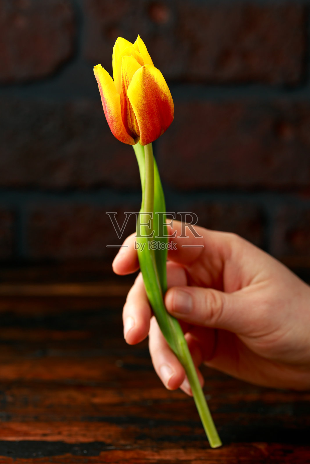 女人手持美丽的红色郁金香与黄色的尖端在黑暗的背景照片摄影图片