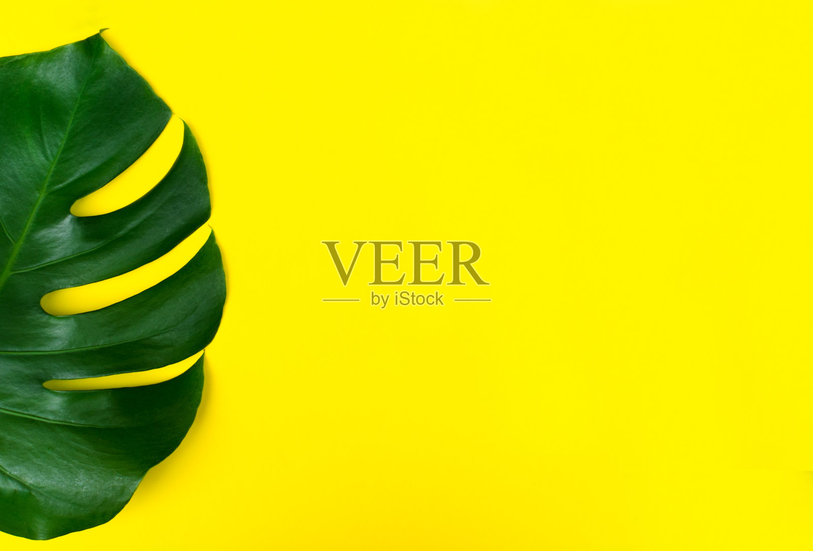 热带叶怪兽花在黄色的背景。这些热带树叶在明亮的黄色背景上的创造性安排。夏天的概念。照片摄影图片