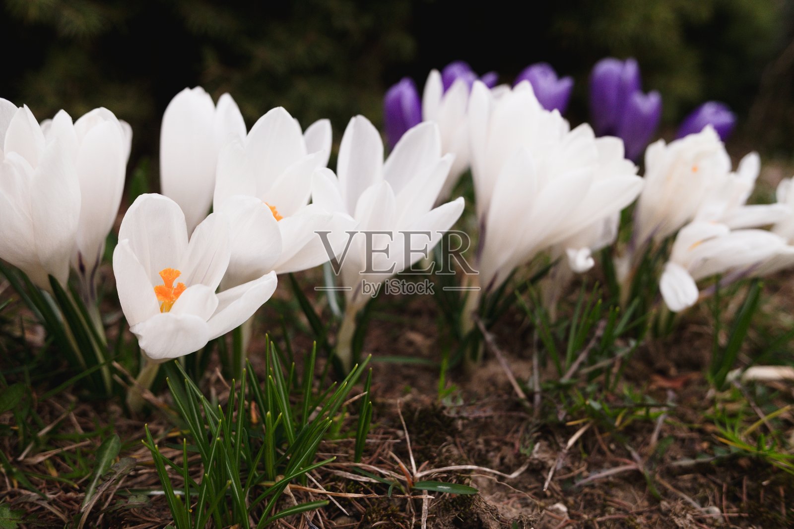 白色的番红花盛开在春天的花园里，紫色的番红花作为背景。照片摄影图片