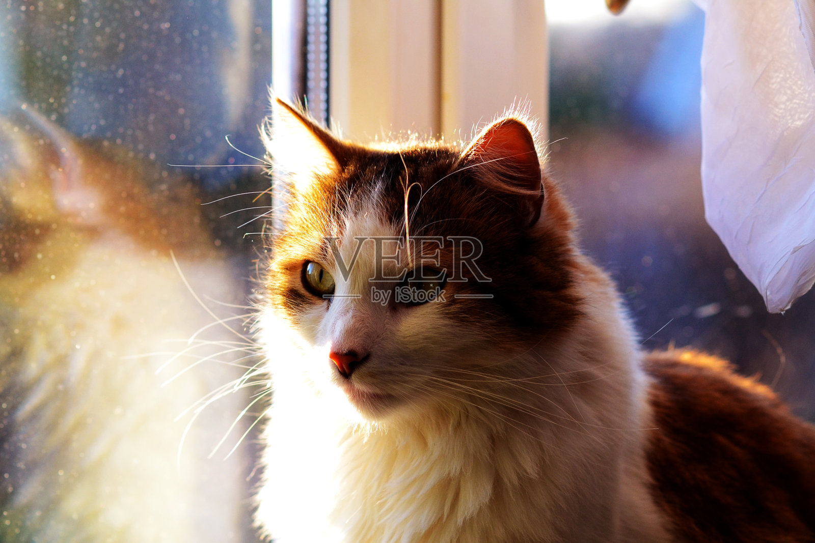 猫坐在窗前照片摄影图片