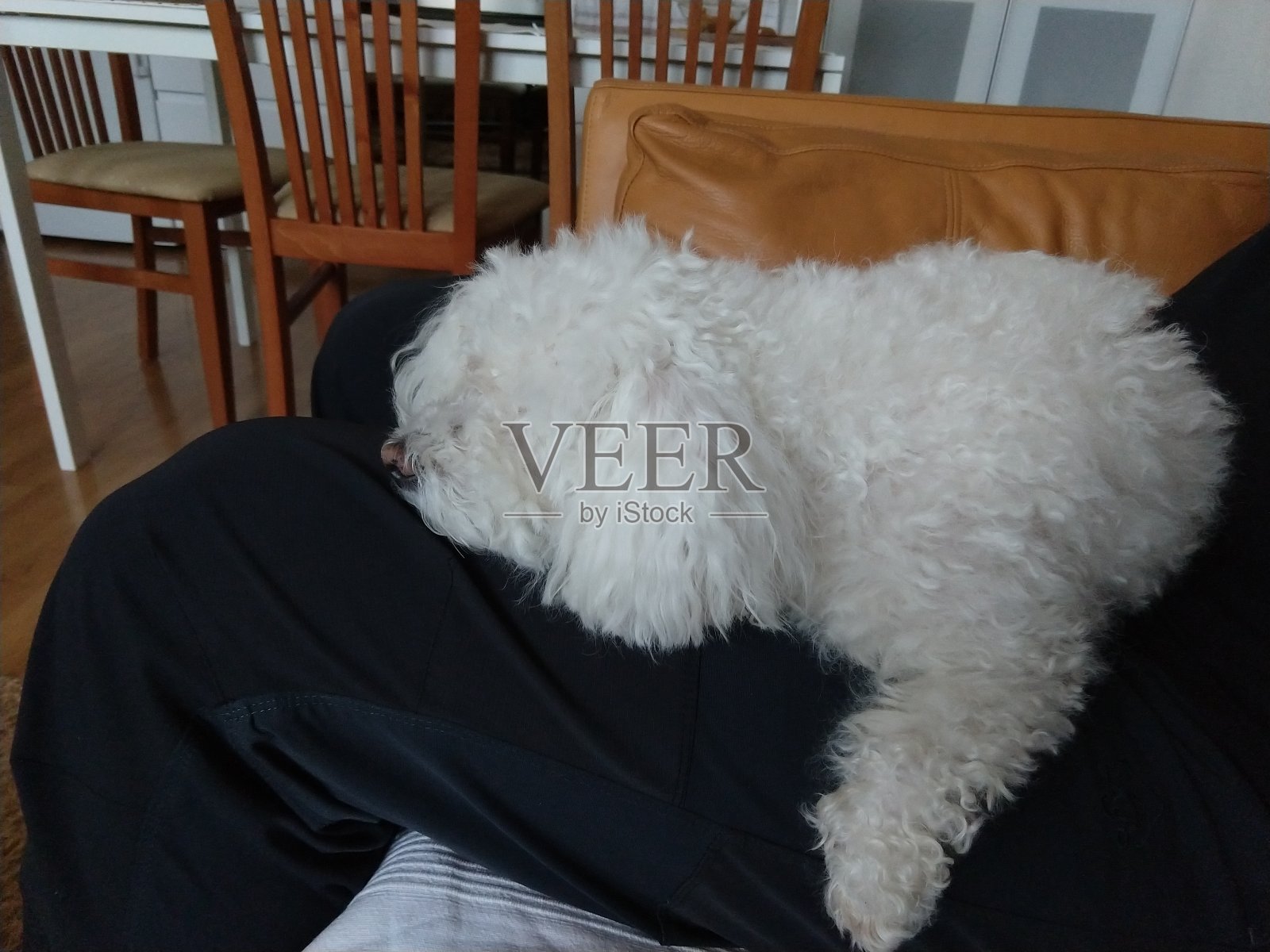 白色可爱的比雄狗拥抱着男人。照片摄影图片