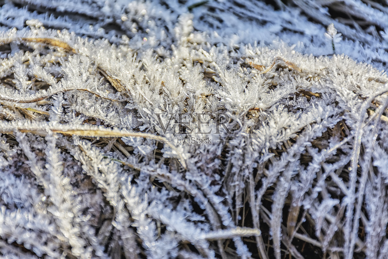 背景与白霜在干燥的草。一个月寒冷晴朗的天气。照片摄影图片