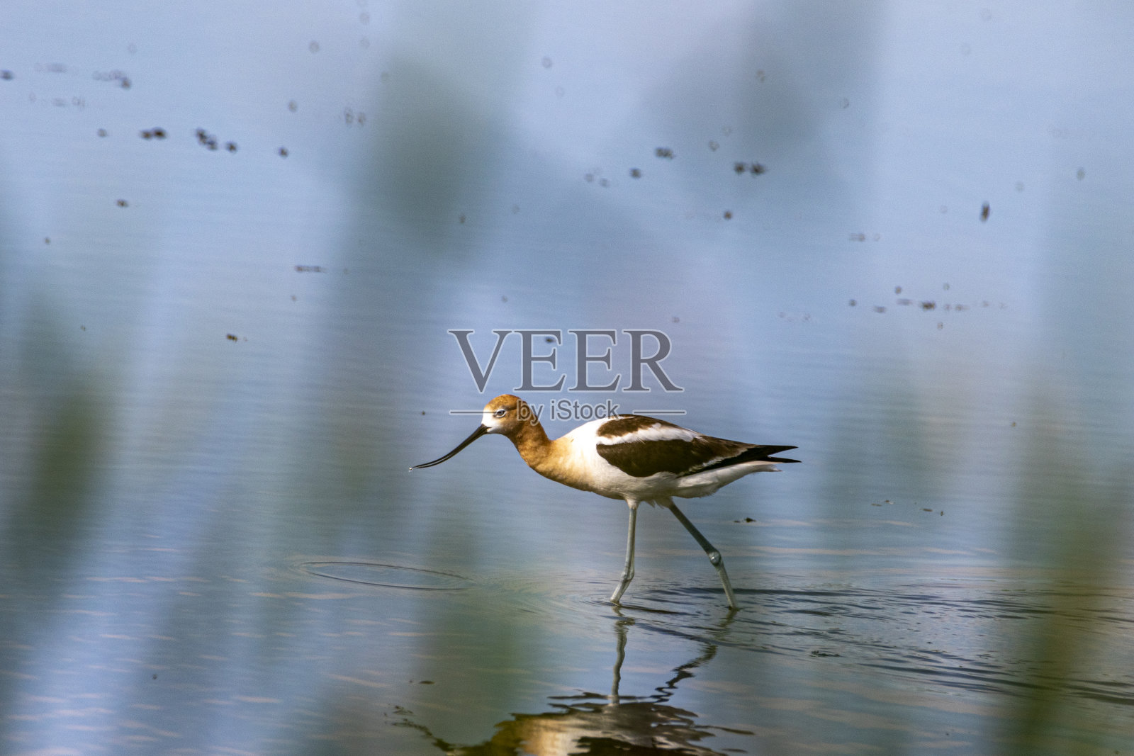 迁徙的鸟类照片摄影图片