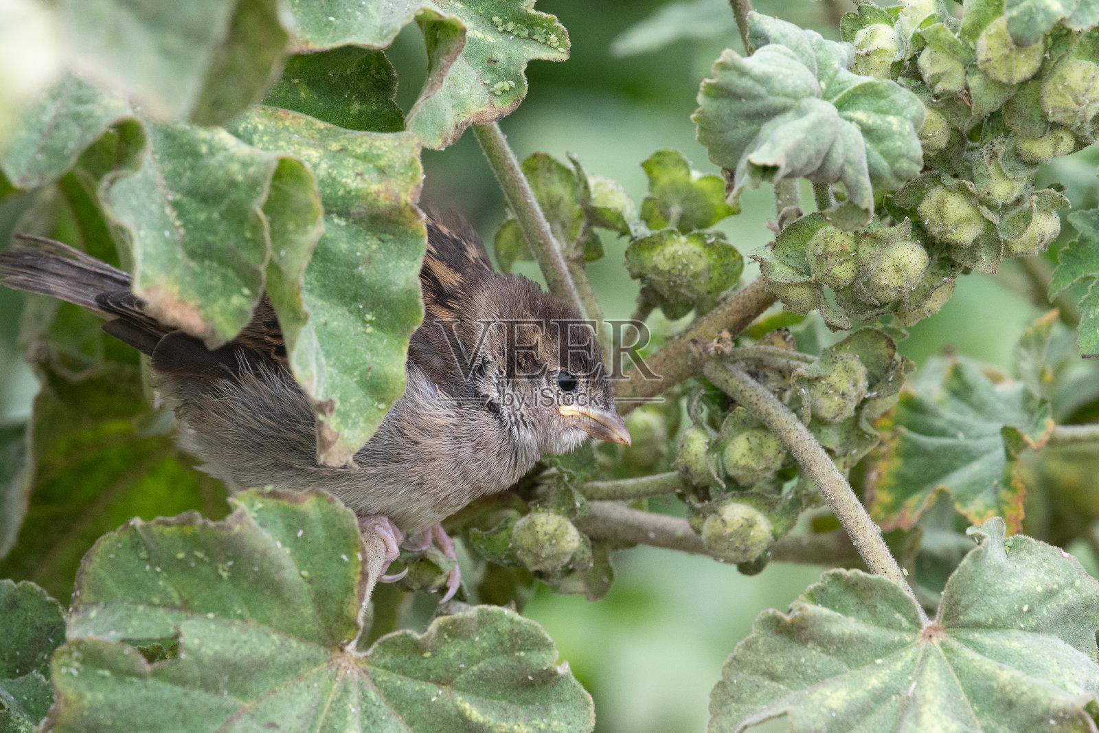 麻雀照片摄影图片