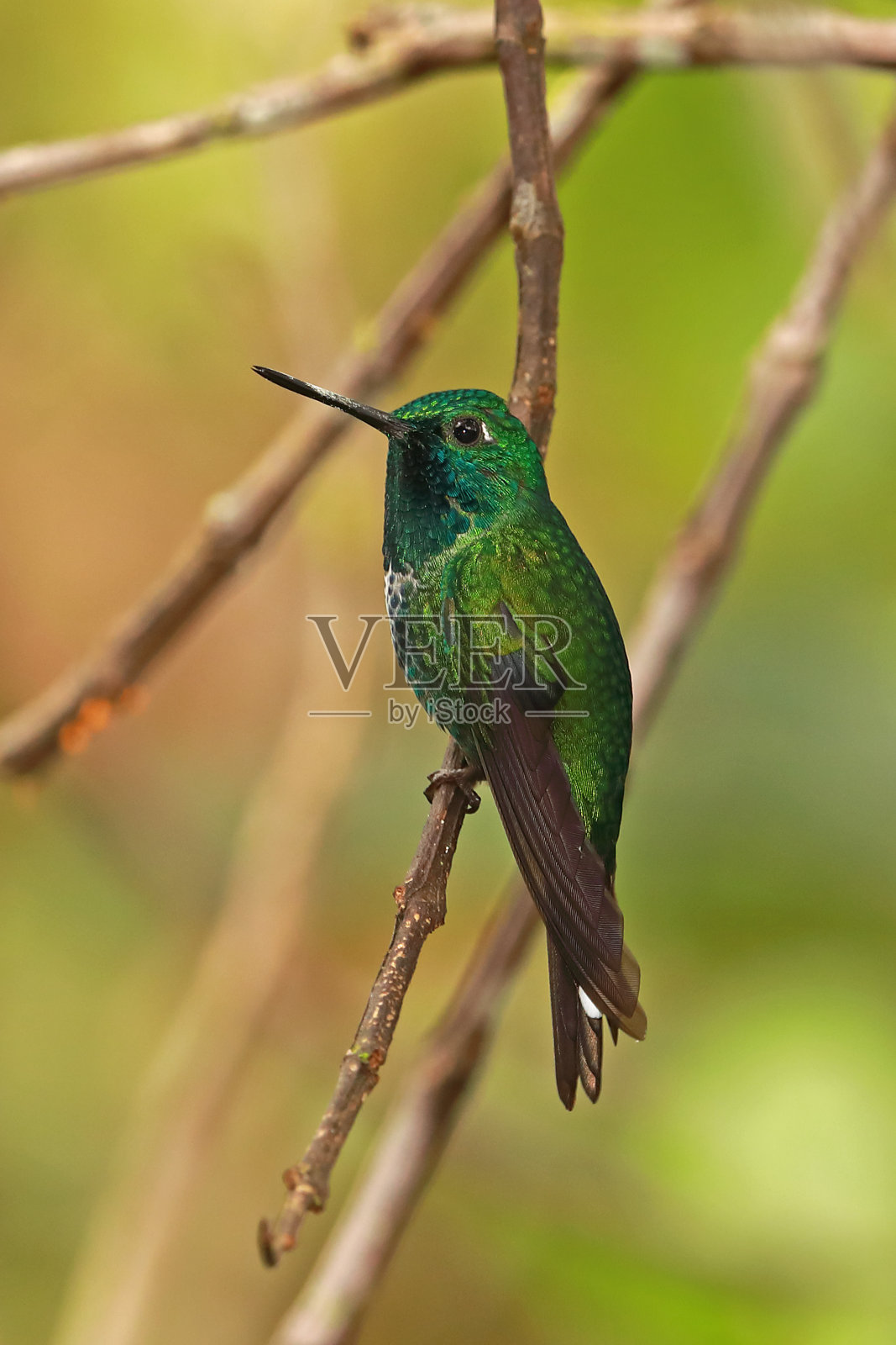 Rufous-vented条照片摄影图片