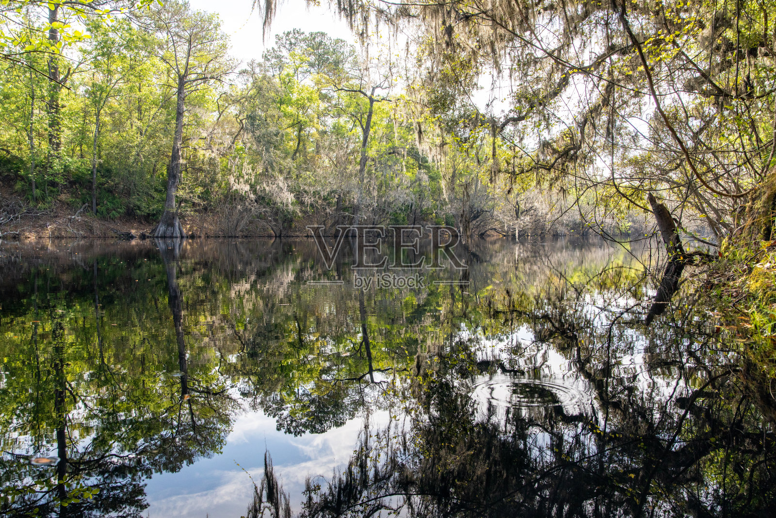 佛罗里达州苏旺尼河的静水照片摄影图片