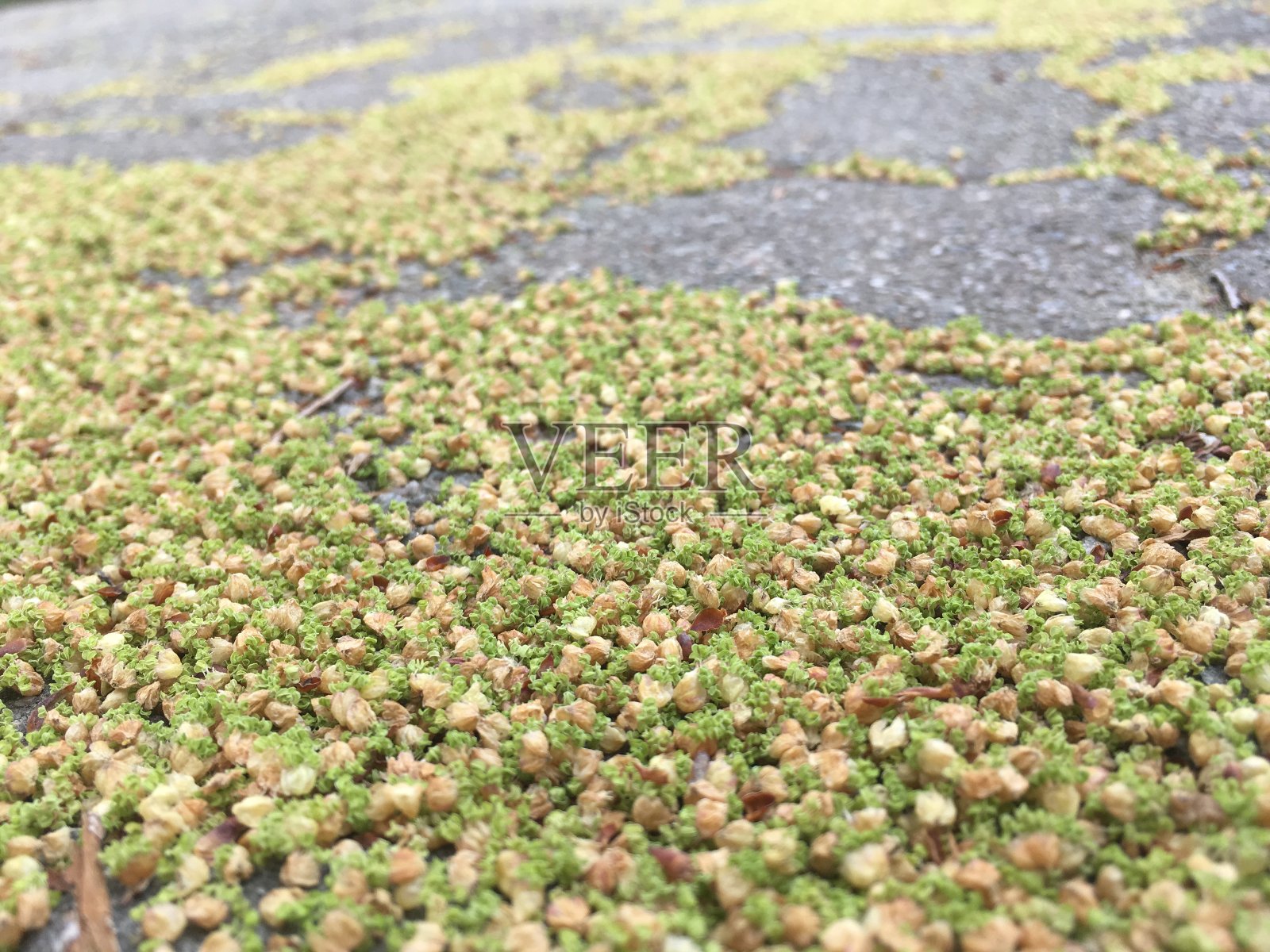 发芽照片摄影图片