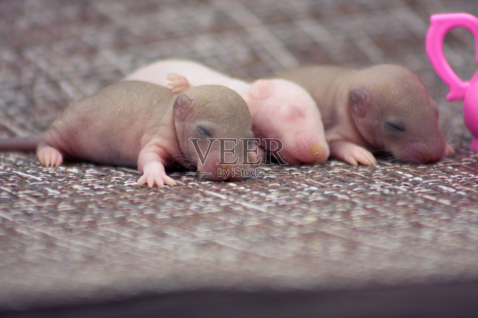 老鼠很小，木偶壶。绝妙的组合。哺乳小鼠饮茶。照片摄影图片
