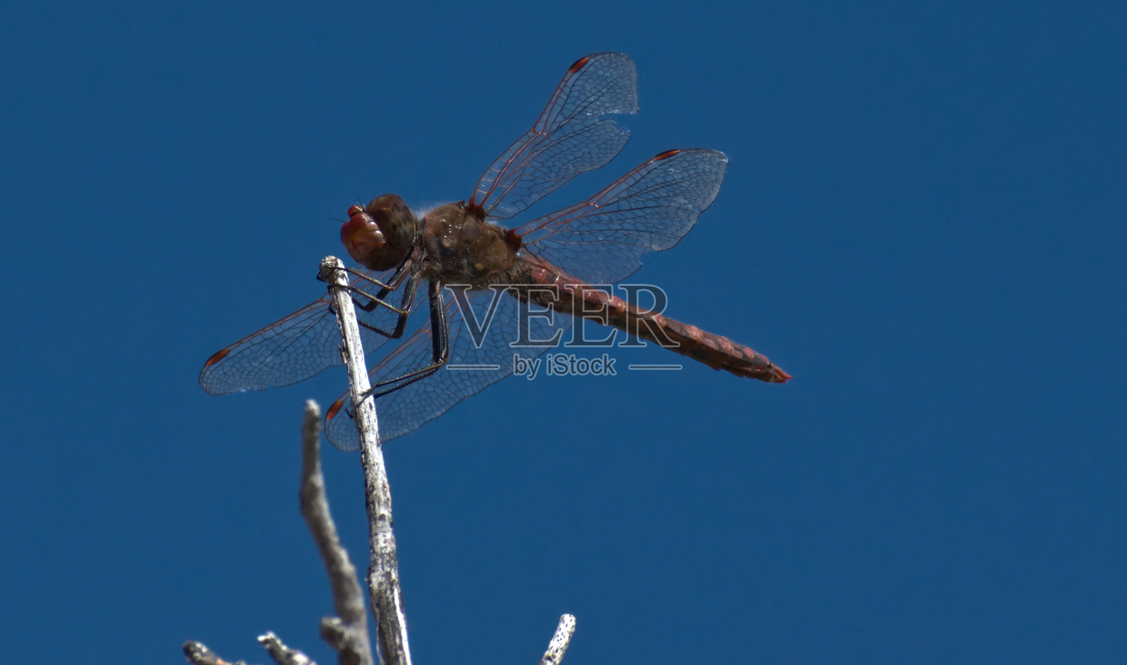 树枝上的蜻蜓照片摄影图片