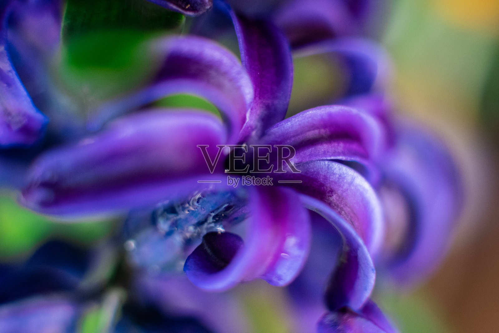 蓝色风信子花微距摄影与模糊的背景。美丽的早春鲜花用来庆祝复活节。照片摄影图片