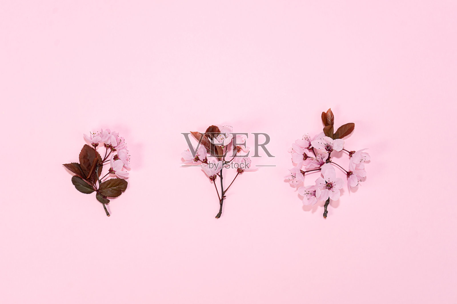 以粉红色樱花为背景的樱花图案。照片摄影图片