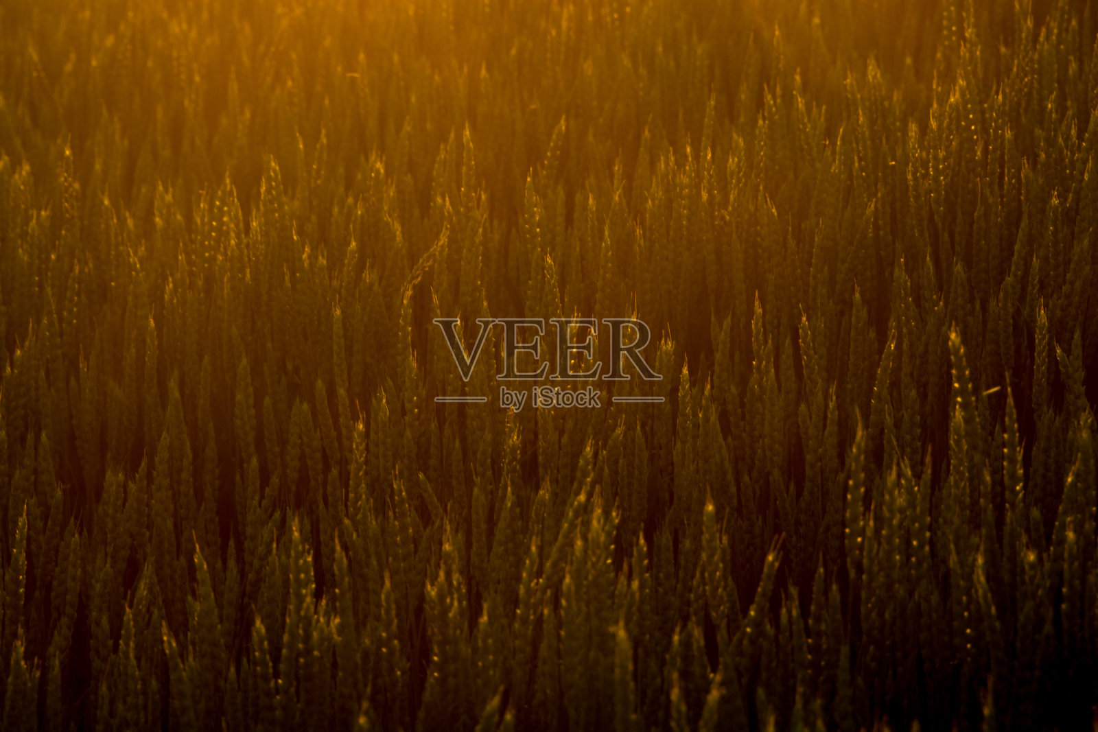 小麦穗反射着夕阳照片摄影图片