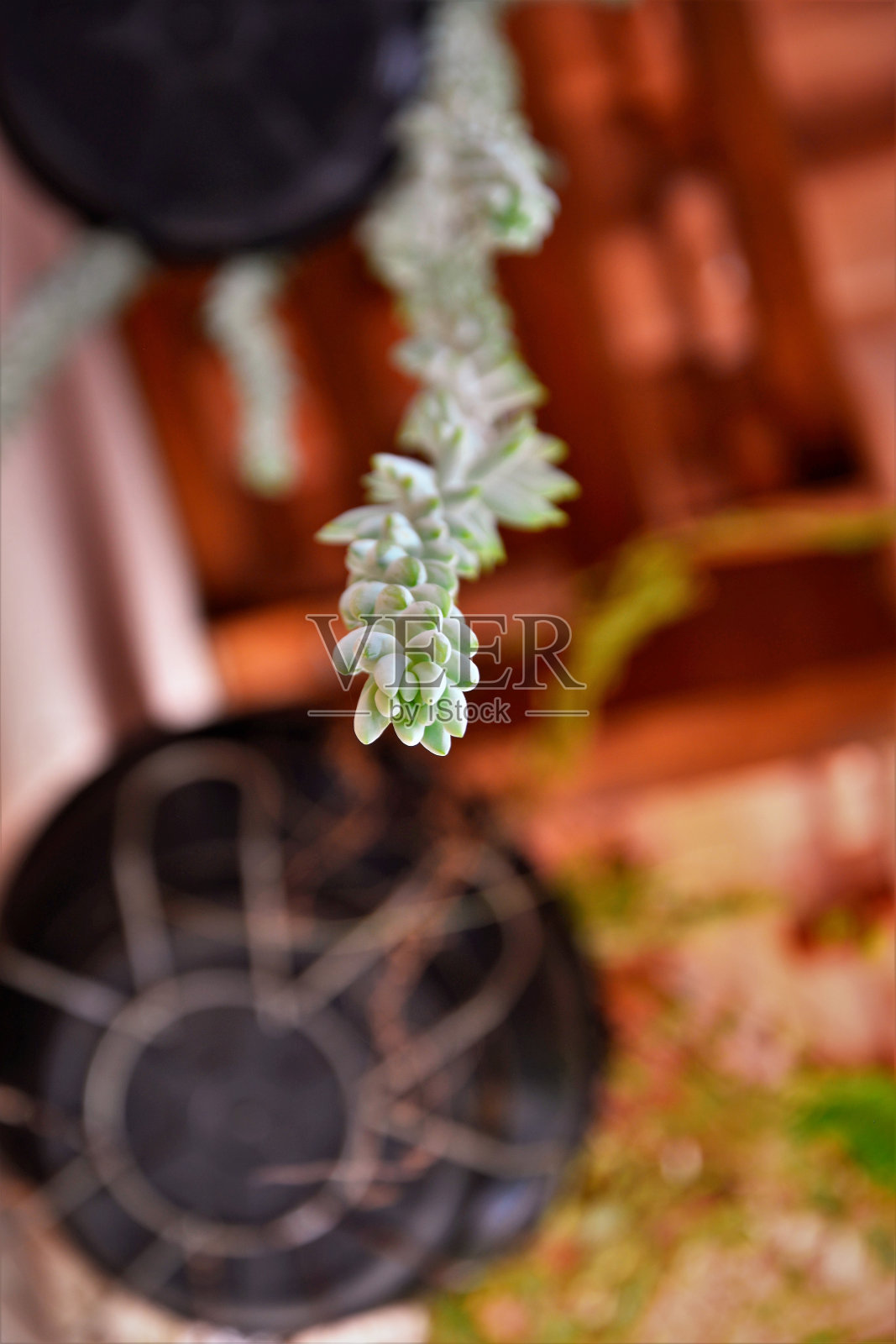 在成长过程中没有花瓶照片摄影图片