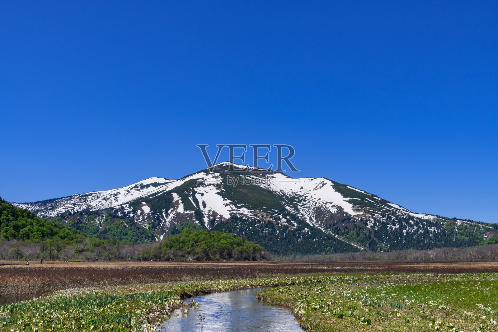 Shibutsu山和Ozegahara的亚洲臭白菜照片摄影图片